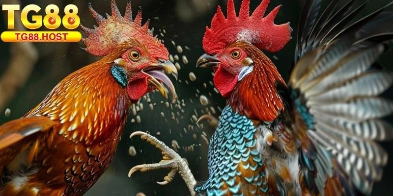 Đá gà TG88