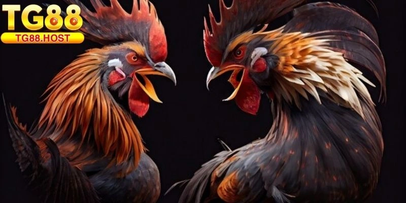 Đá gà TG88