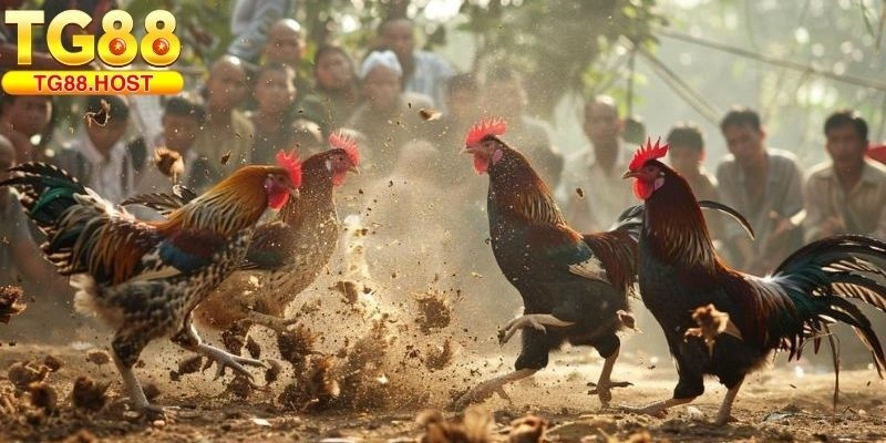 Gà Song Sinh Thần Kê