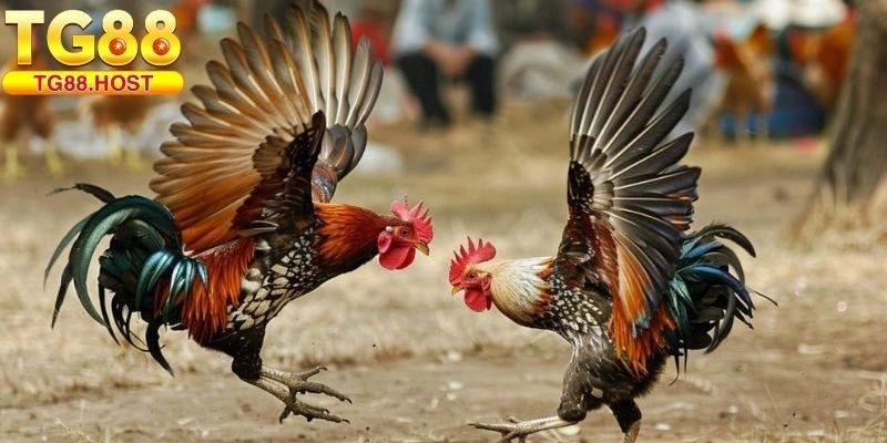 Gà Song Sinh Thần Kê