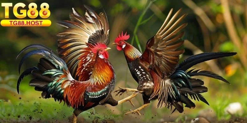 Gà Song Sinh Thần Kê